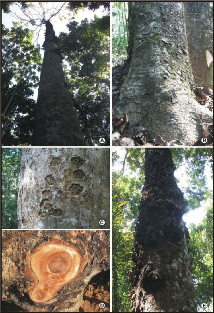 morphological characteristics of Khaya ivorensis 21 years A Evidence of trunk of a